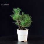 Pinus Thunbergii Corticosa - Pino nero - immagine 4