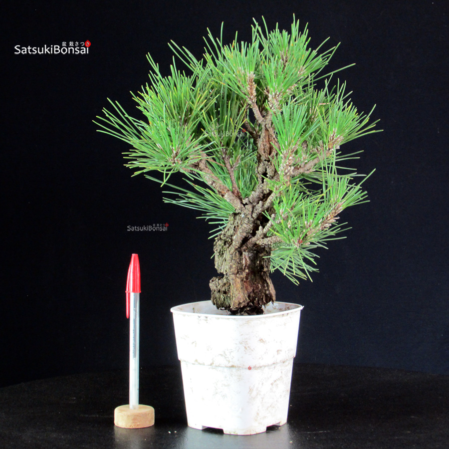 6156_1-Pinus-thunbergii-pino-nero Pinus Thunbergii Corticosa - Pino nero - immagine 1