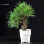 Pinus Thunbergii Corticosa - Pino nero - immagine 2