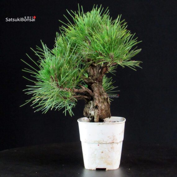 Pinus Thunbergii Corticosa - Pino nero - immagine 2