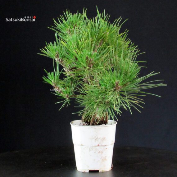 Pinus Thunbergii Corticosa - Pino nero - immagine 3