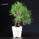 Pinus Thunbergii Corticosa - Pino nero - immagine 4