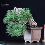 Pinus Thunbergii Kuromatsu Kotobuki
