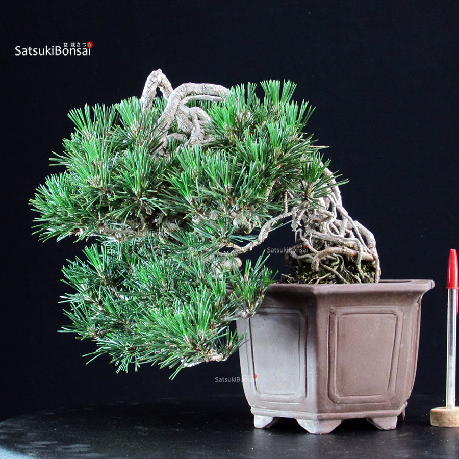 6159_1-Pinus-thunbergii-Kotobuki Pinus Thunbergii Kuromatsu Kotobuki - immagine 1