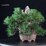 Pinus Thunbergii Kuromatsu Kotobuki - immagine 2