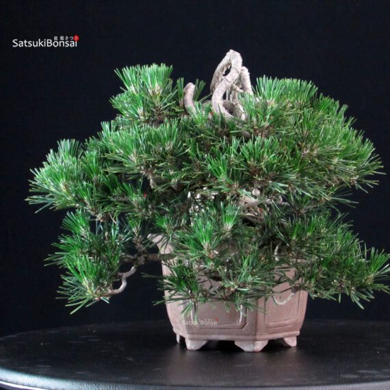 Pinus Thunbergii Kuromatsu Kotobuki - immagine 2