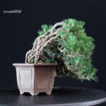 Pinus Thunbergii Kuromatsu Kotobuki - immagine 3