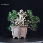 Pinus Thunbergii Kuromatsu Kotobuki - immagine 4