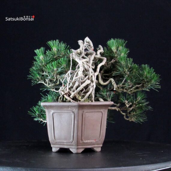 Pinus Thunbergii Kuromatsu Kotobuki - immagine 4