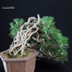 Pinus Thunbergii Kuromatsu Kotobuki - immagine 5