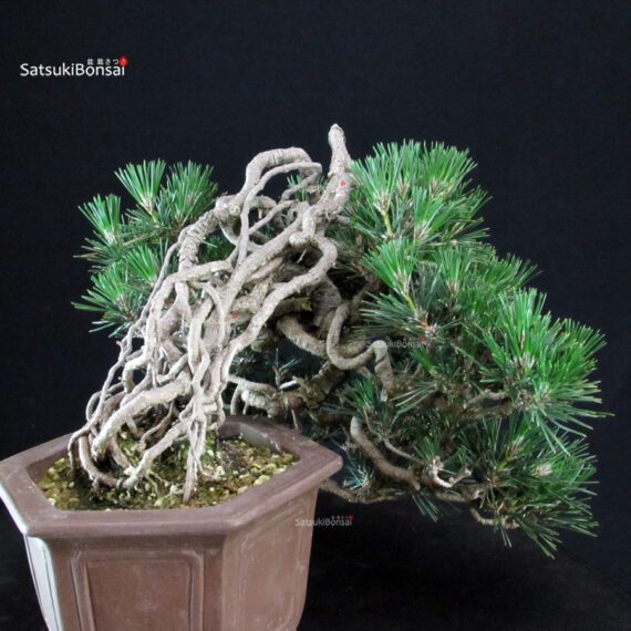 Pinus Thunbergii Kuromatsu Kotobuki - immagine 5