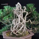 Pinus Thunbergii Kuromatsu Kotobuki - immagine 6