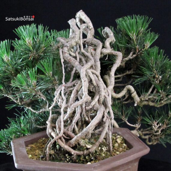 Pinus Thunbergii Kuromatsu Kotobuki - immagine 6