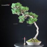 Pinus Thunbergii - Suiryoku Bonsai Exhibition