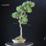 Pinus Thunbergii - Suiryoku Bonsai Exhibition - immagine 2