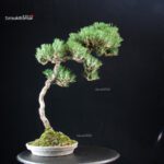 Pinus Thunbergii - Suiryoku Bonsai Exhibition - immagine 3