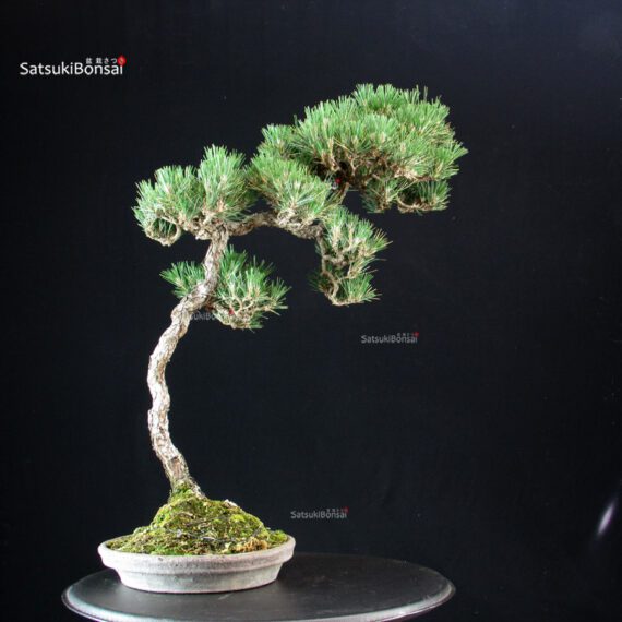 Pinus Thunbergii - Suiryoku Bonsai Exhibition - immagine 3