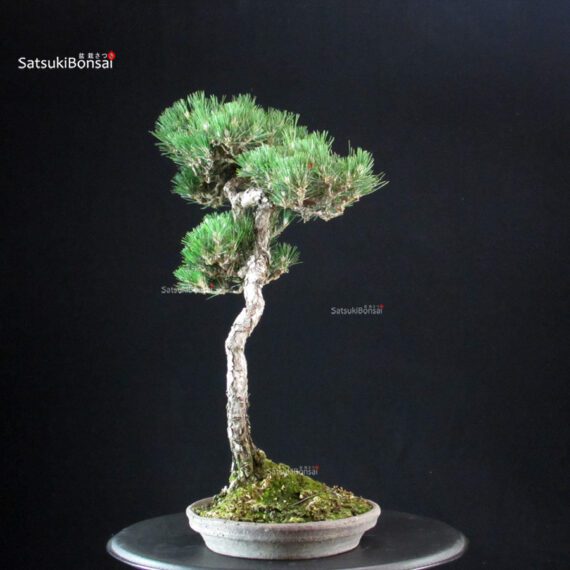 Pinus Thunbergii - Suiryoku Bonsai Exhibition - immagine 4