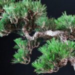 Pinus Thunbergii - Suiryoku Bonsai Exhibition - immagine 5