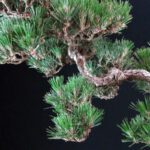 Pinus Thunbergii - Suiryoku Bonsai Exhibition - immagine 6