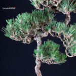 Pinus Thunbergii - Suiryoku Bonsai Exhibition - immagine 7