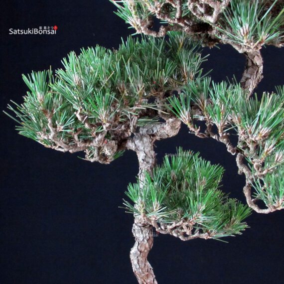 Pinus Thunbergii - Suiryoku Bonsai Exhibition - immagine 7