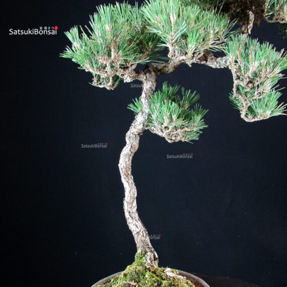 Pinus Thunbergii - Suiryoku Bonsai Exhibition - immagine 8