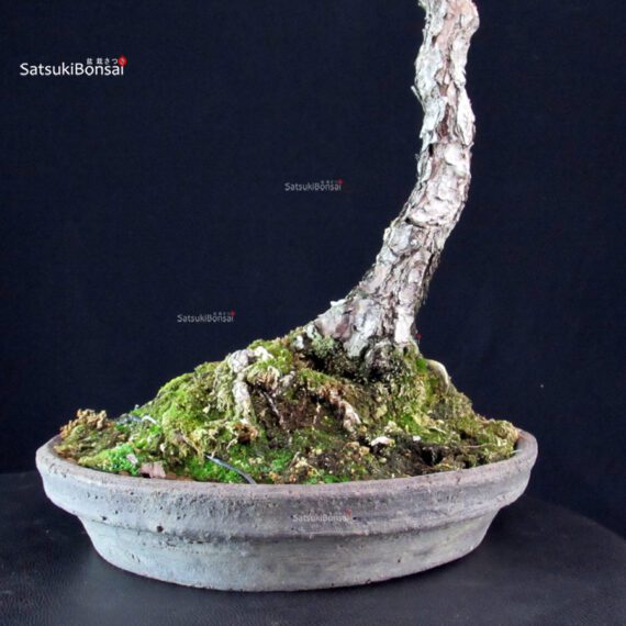 Pinus Thunbergii - Suiryoku Bonsai Exhibition - immagine 9