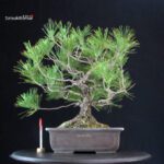 Pinus Thunbergii