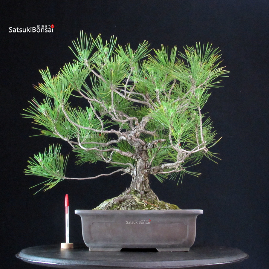 6179_1-Pinus-thunbergii Pinus Thunbergii - immagine 1