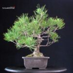 Pinus Thunbergii - immagine 2