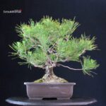 Pinus Thunbergii - immagine 3