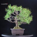 Pinus Thunbergii - immagine 4