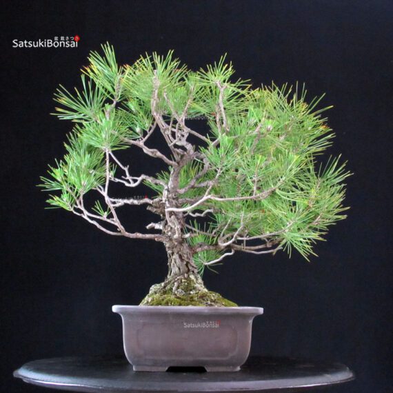 Pinus Thunbergii - immagine 4
