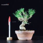 Pinus Thunbergii - Pino nero