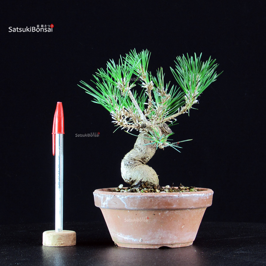 6190_1-Pinus-thunbergii-pino-nero Pinus Thunbergii - Pino nero - immagine 1
