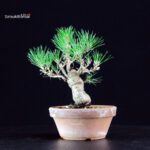 Pinus Thunbergii - Pino nero - immagine 2