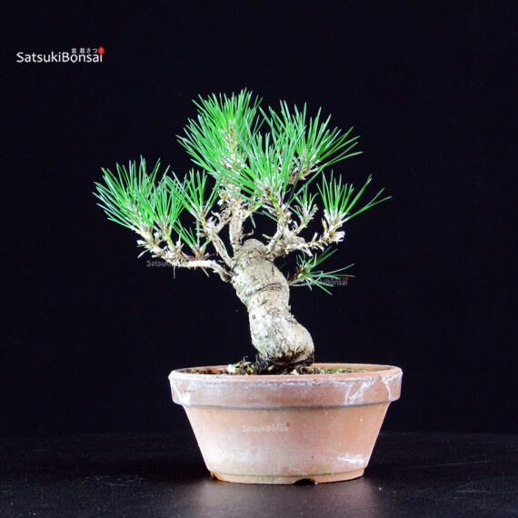 Pinus Thunbergii - Pino nero - immagine 2