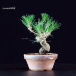 Pinus Thunbergii - Pino nero - immagine 3