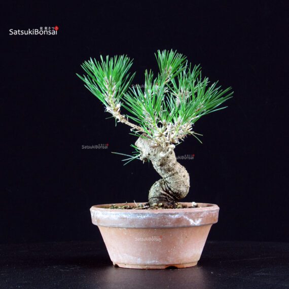 Pinus Thunbergii - Pino nero - immagine 3