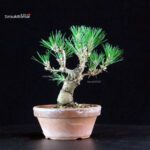 Pinus Thunbergii - Pino nero - immagine 4