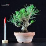 Pinus Thunbergii - Pino nero