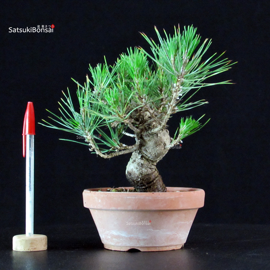 6191_1-Pinus-thunbergii-pino-nero Pinus Thunbergii - Pino nero - immagine 1