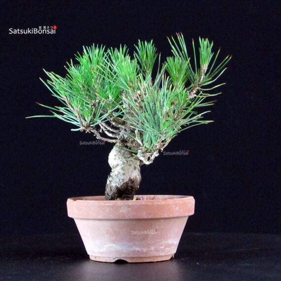 Pinus Thunbergii - Pino nero - immagine 2