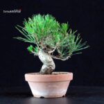 Pinus Thunbergii - Pino nero - immagine 3