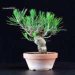 Pinus Thunbergii - Pino nero - immagine 4
