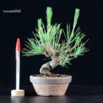 Pinus Thunbergii - Pino nero