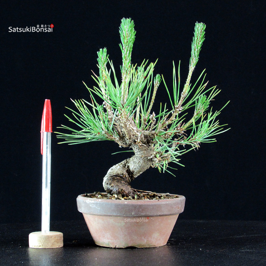 6193_1-Pinus-thunbergii-pino-nero Pinus Thunbergii - Pino nero - immagine 1