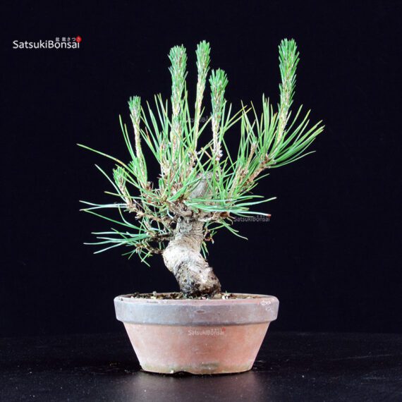 Pinus Thunbergii - Pino nero - immagine 3