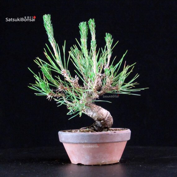 Pinus Thunbergii - Pino nero - immagine 2